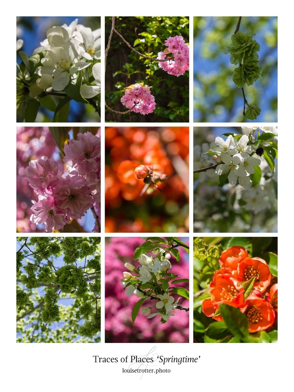 Springtime Large.jpeg