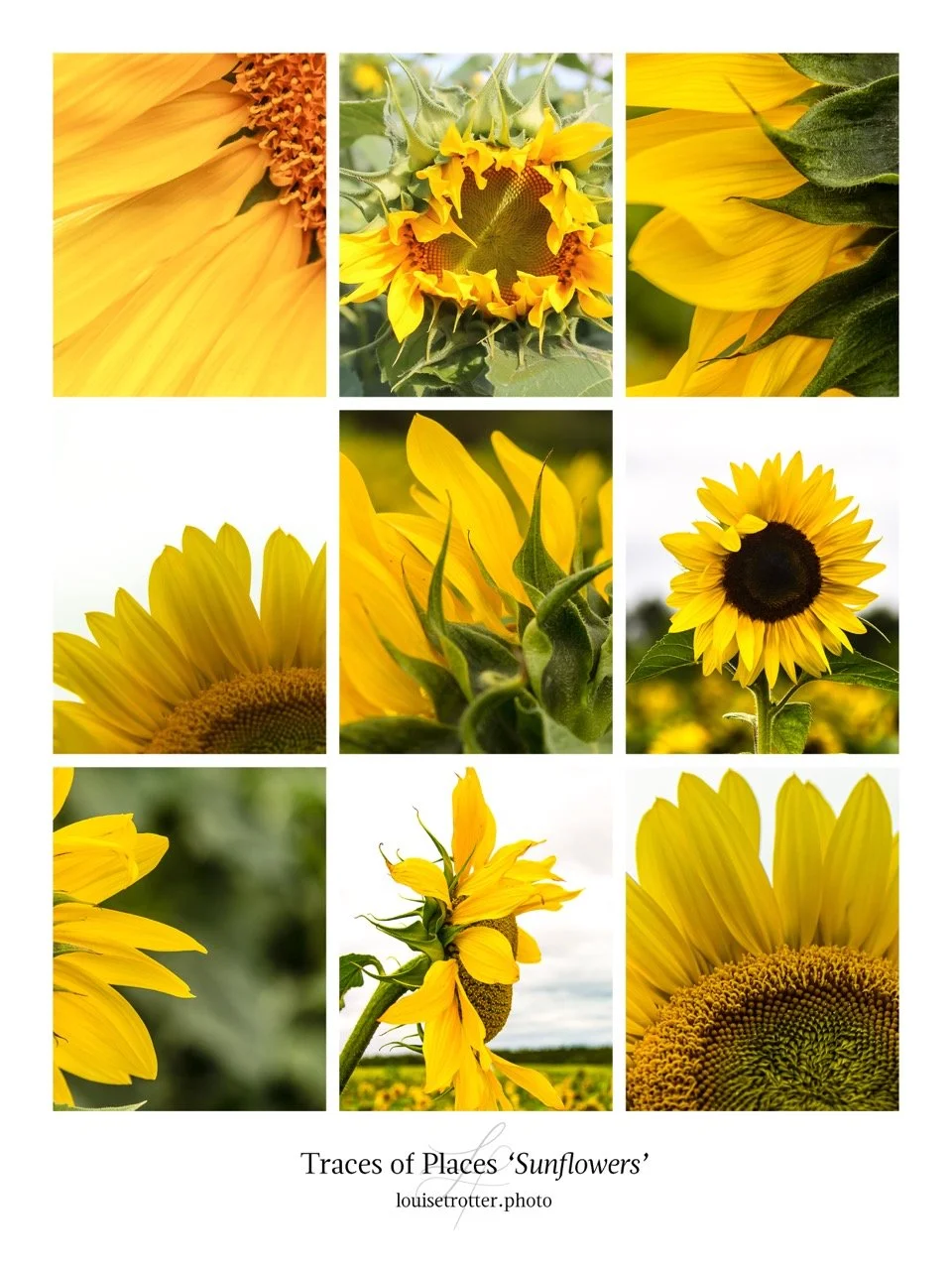 Sunflowers Large.jpeg