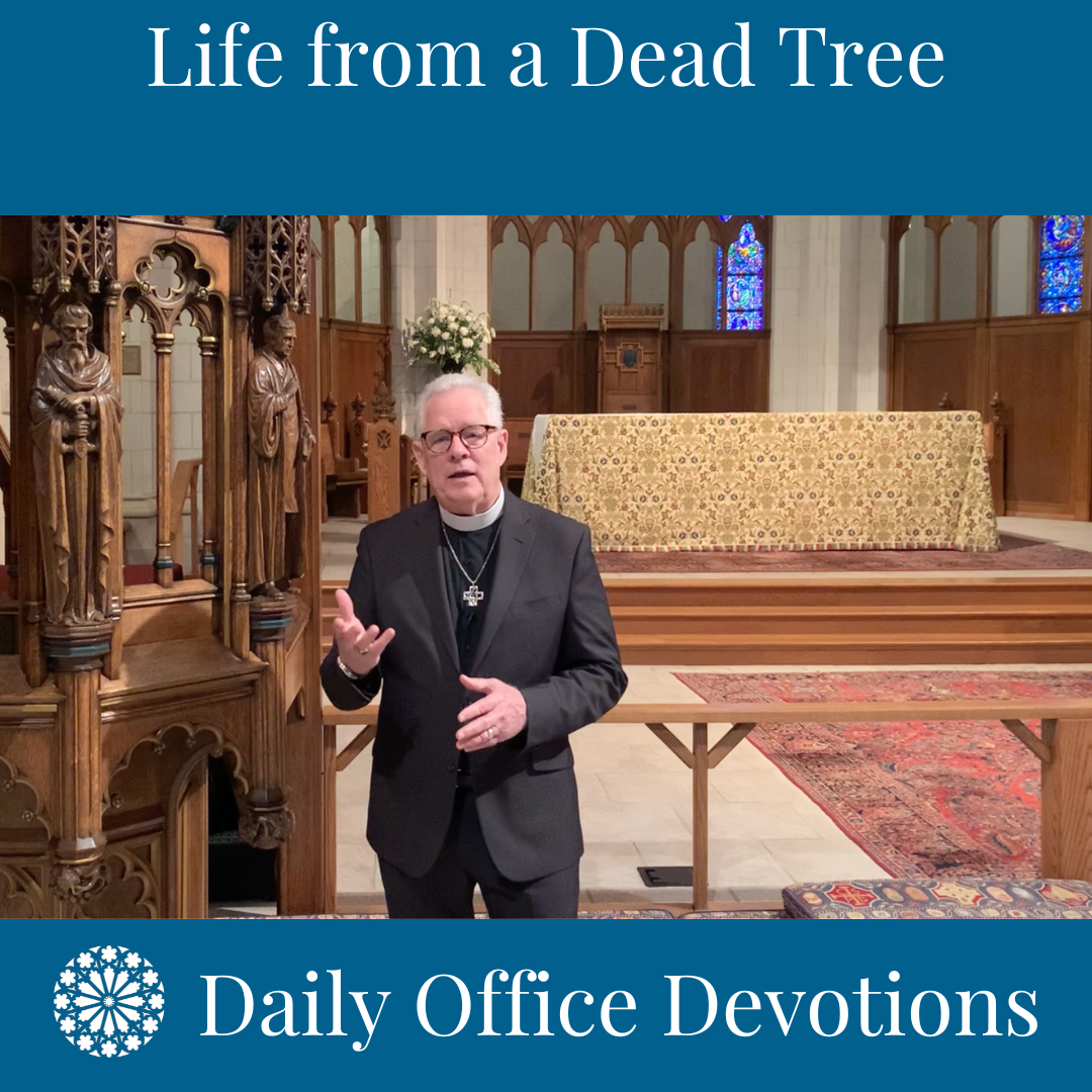 Life from a Dead Tree