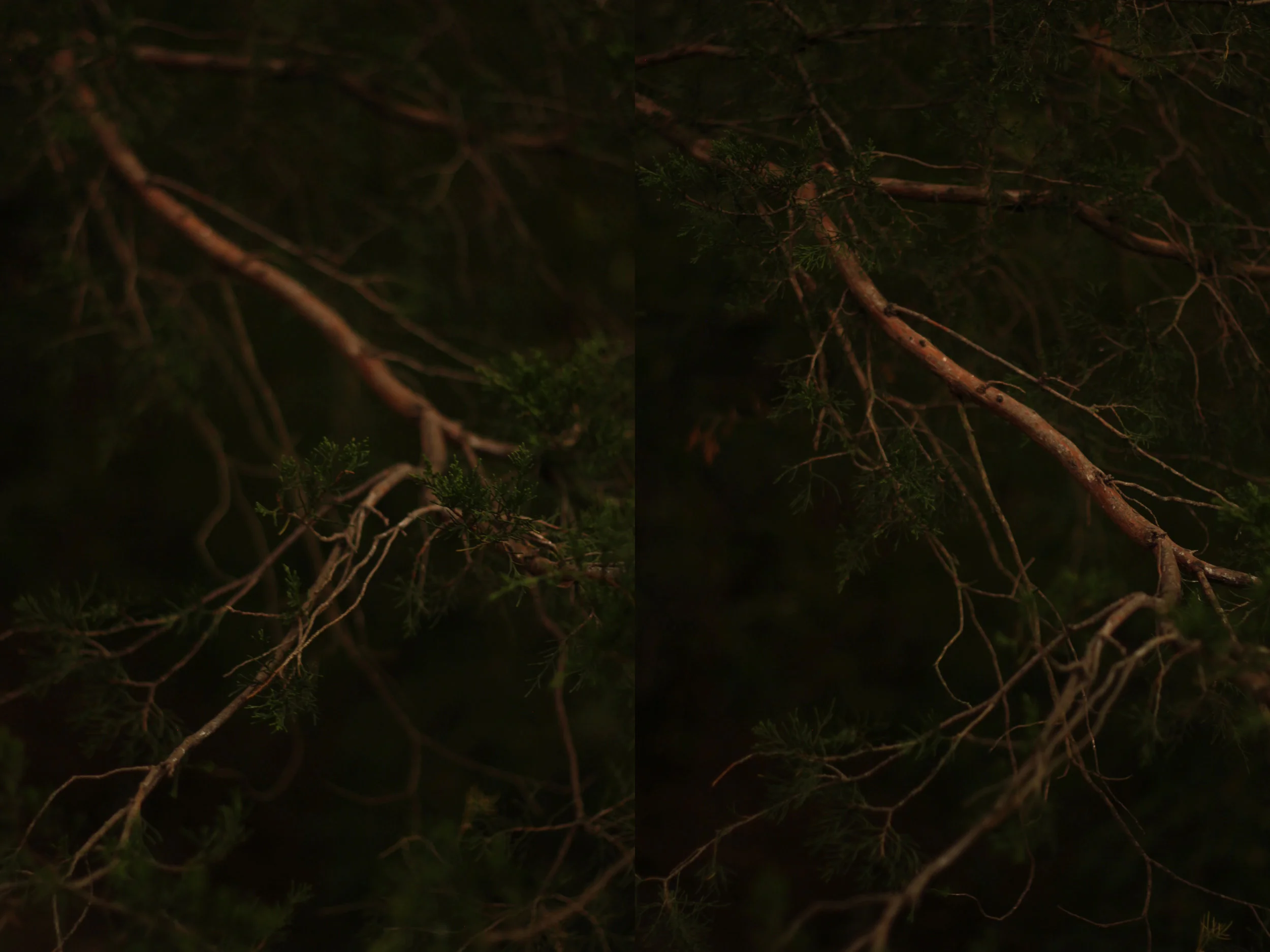 pine diptych.jpg