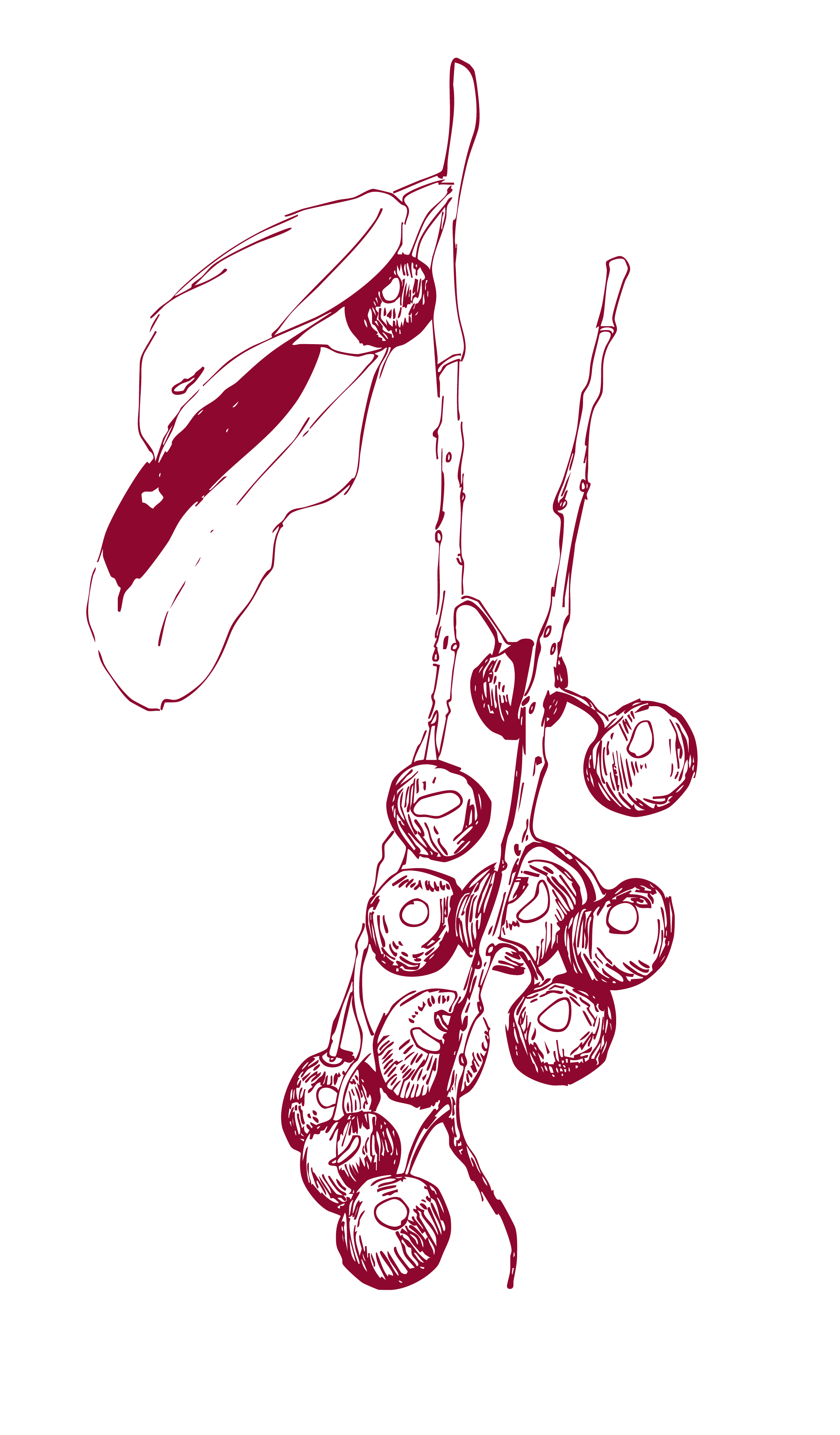 WRFSP - chokecherry.png