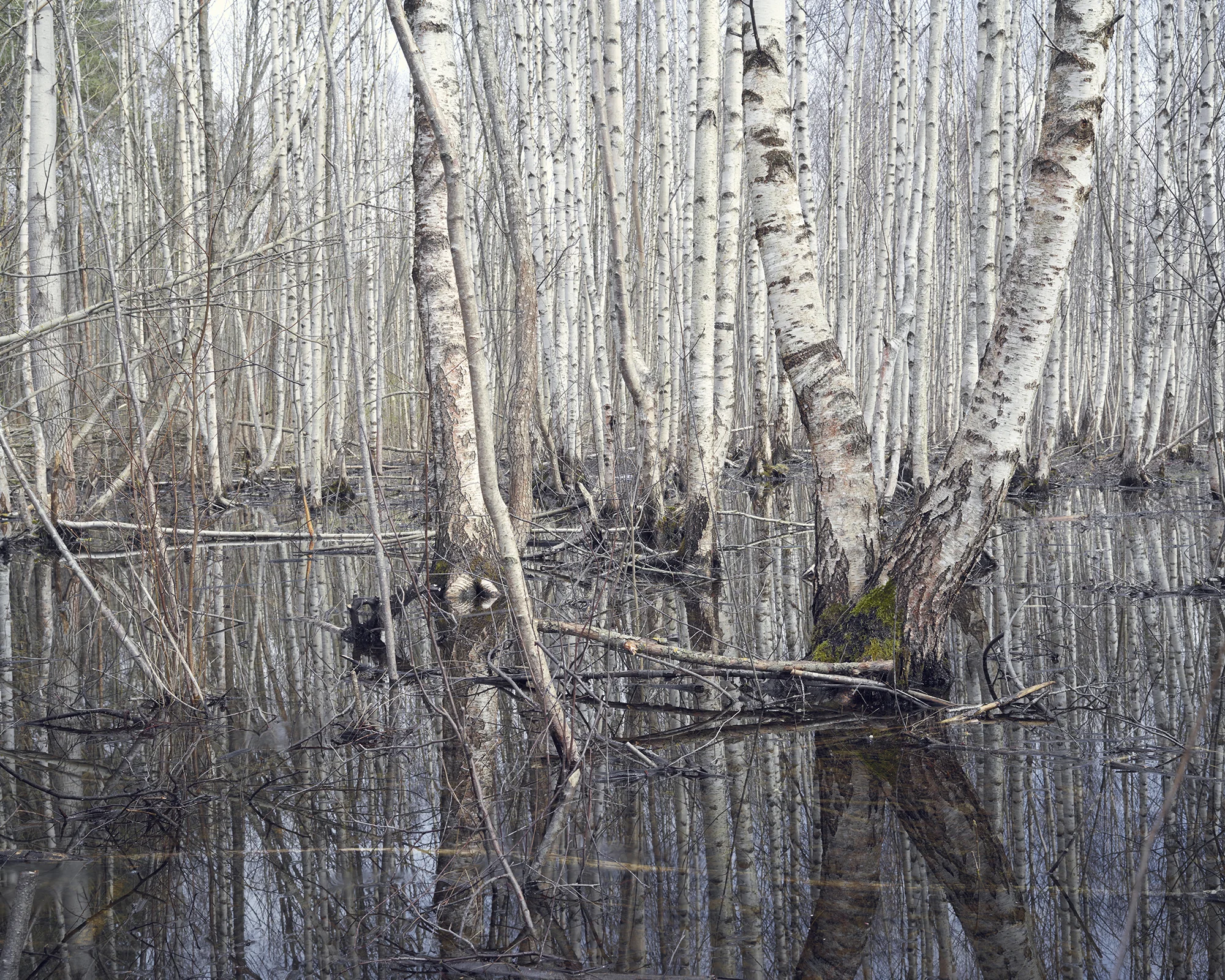 Silver+Birch+Marsh_web.jpg