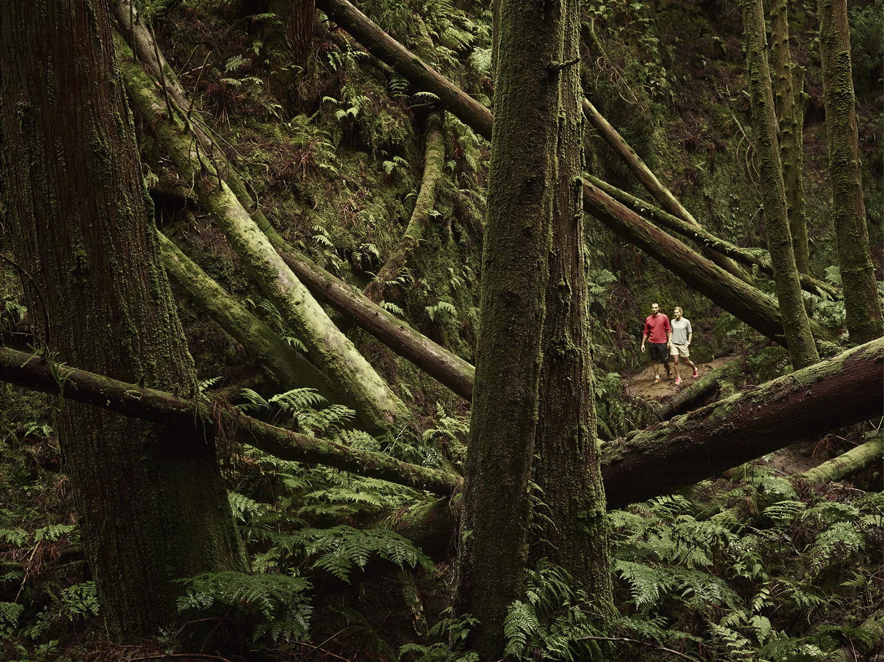 Forest_Azores.jpg