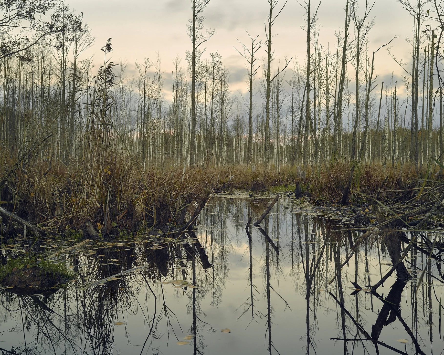 Marshes I