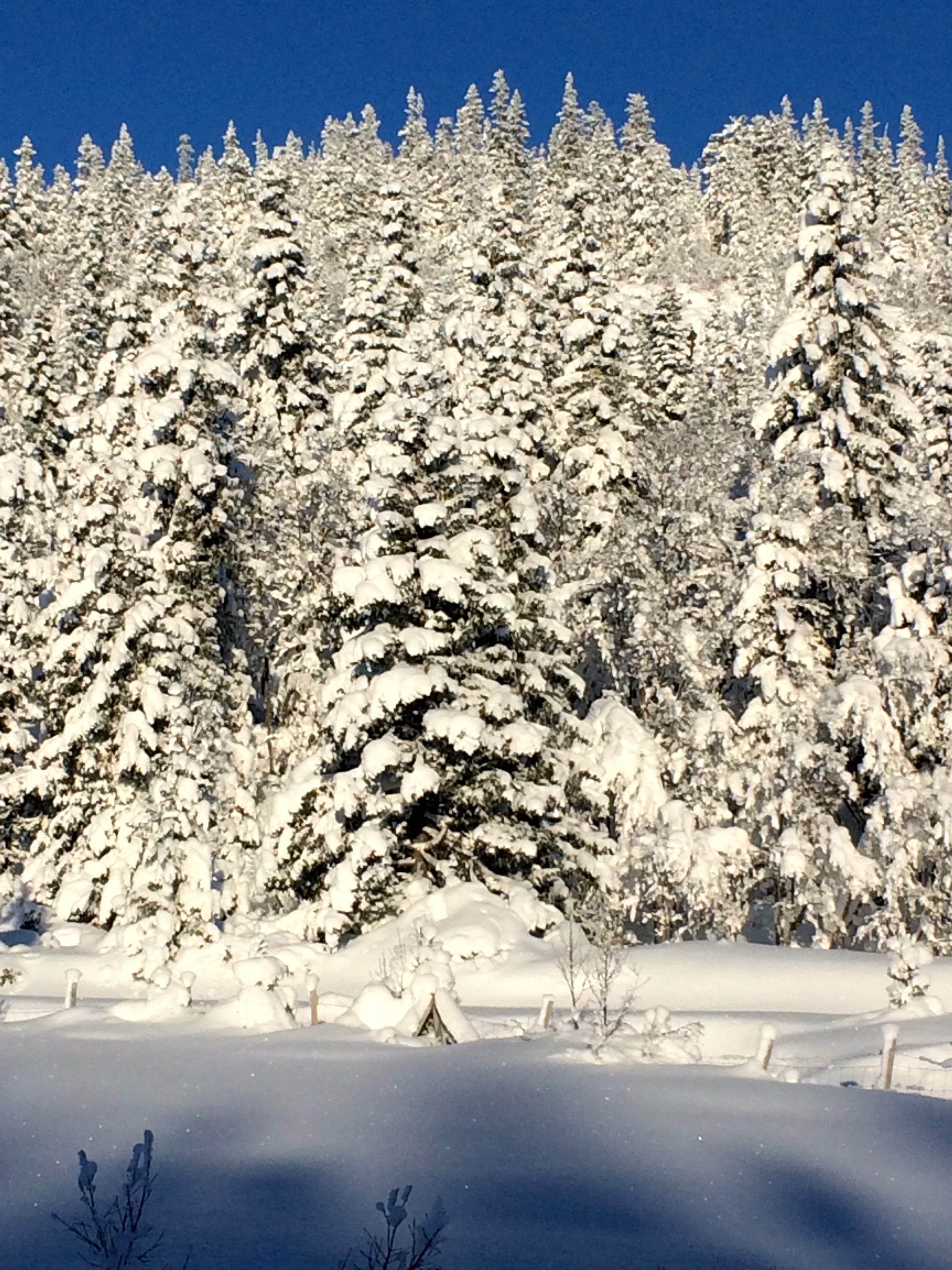 My dad sent this photo of up in the mountains, earlier this winter.