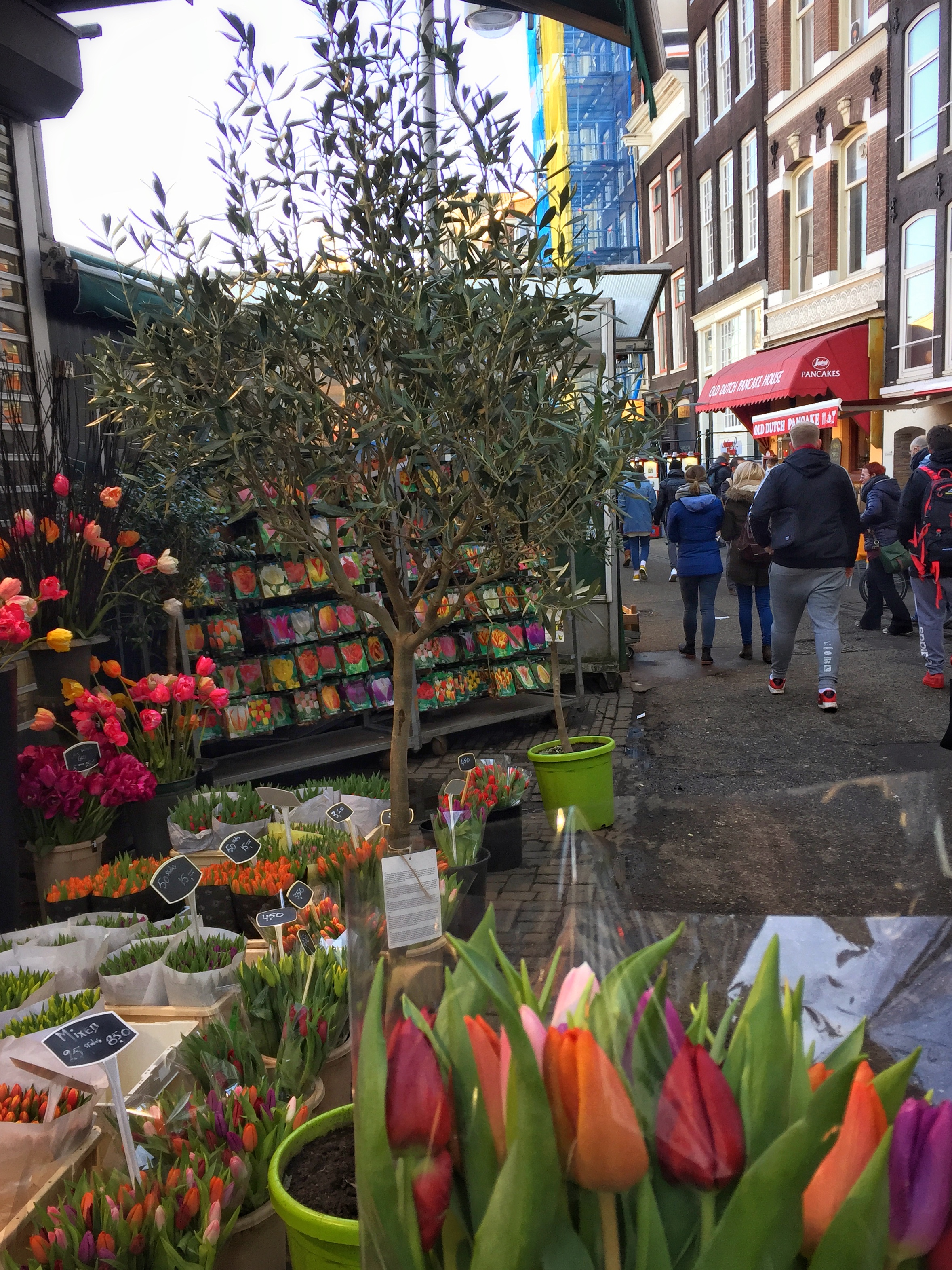 fresh tulips from Amsterdam's bustling flower market