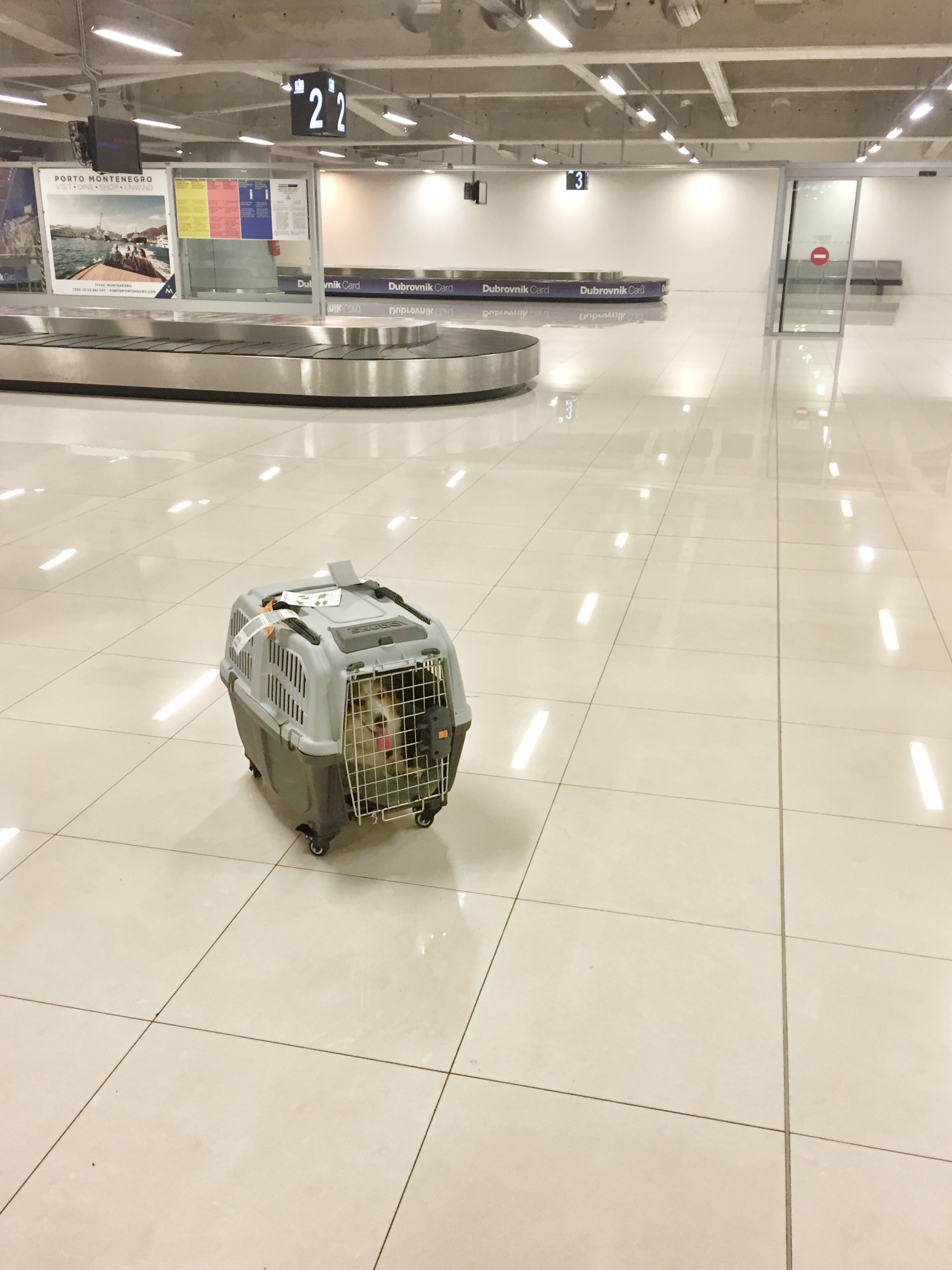 dog carriers need not apply to ride trains and public transit in Europe