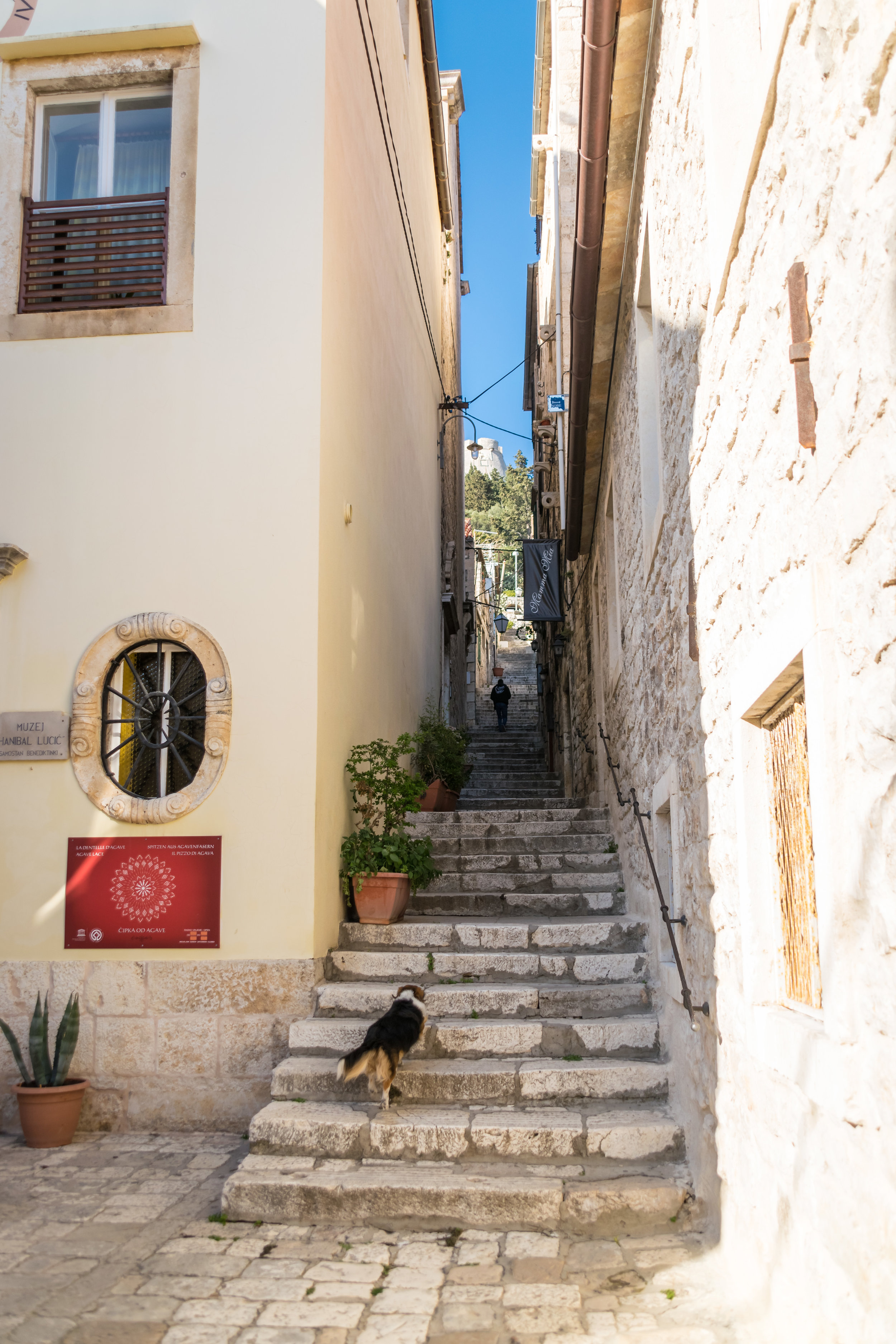 steps don't slow this pup down