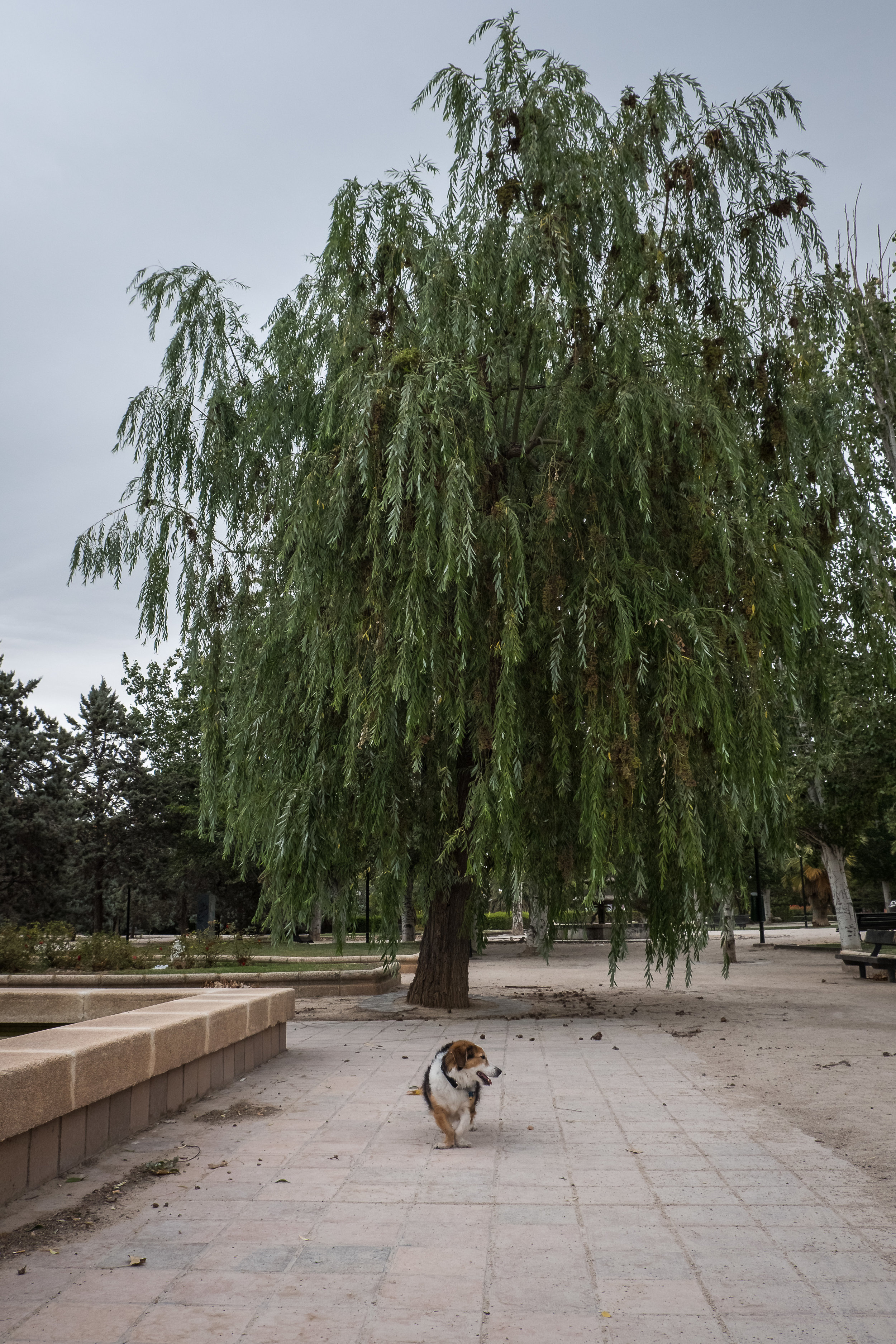 Mango in Zaragoza