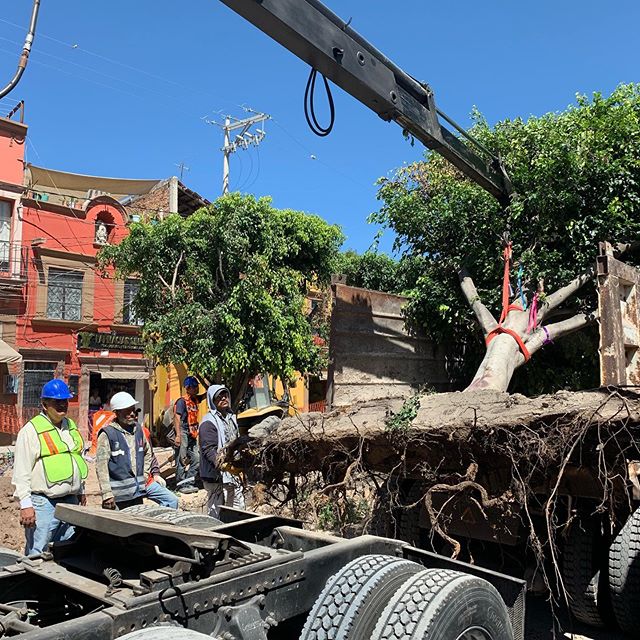 In reflection of the tragic removal of street trees in San Miguel de Allende by an overbearing local government, I’ve recently posted “The root of the problem” to the blog: http://www.myradiantcity.com/blog/2019/10/14/the-root-of-the-problem @sanmigueldeallende @salvemos41arboles