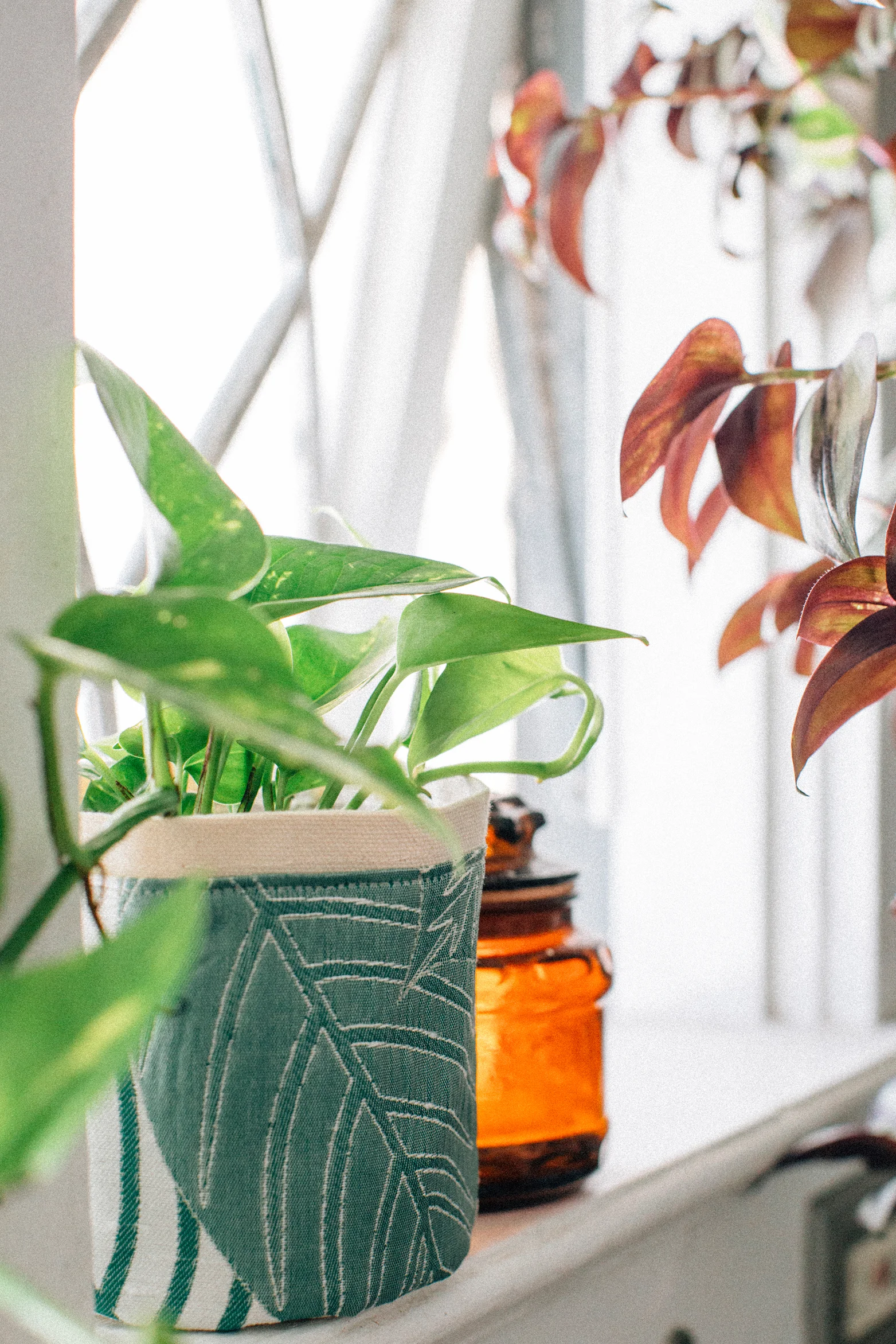 croton_green1_web.jpg