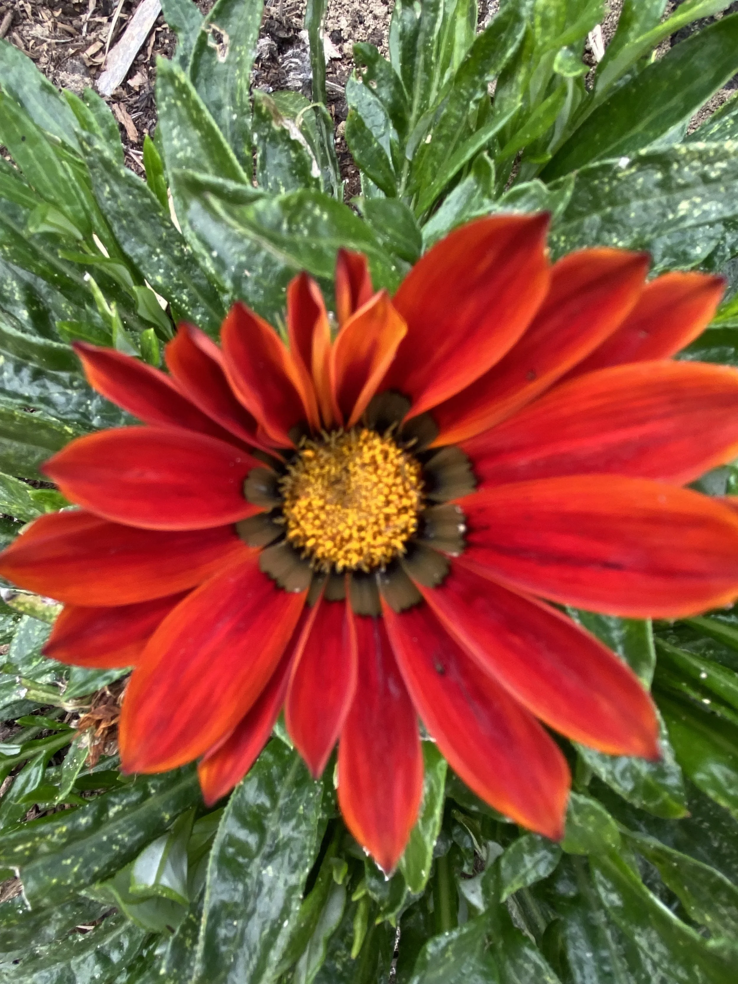 Sunday Yoga with Compassion