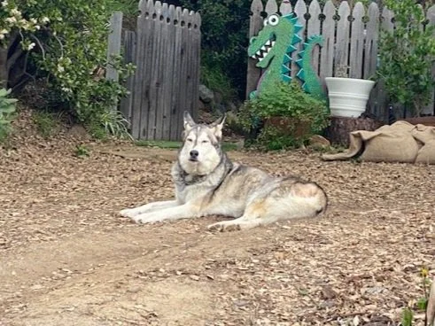 Weekly Friday Yoga with Contentment 