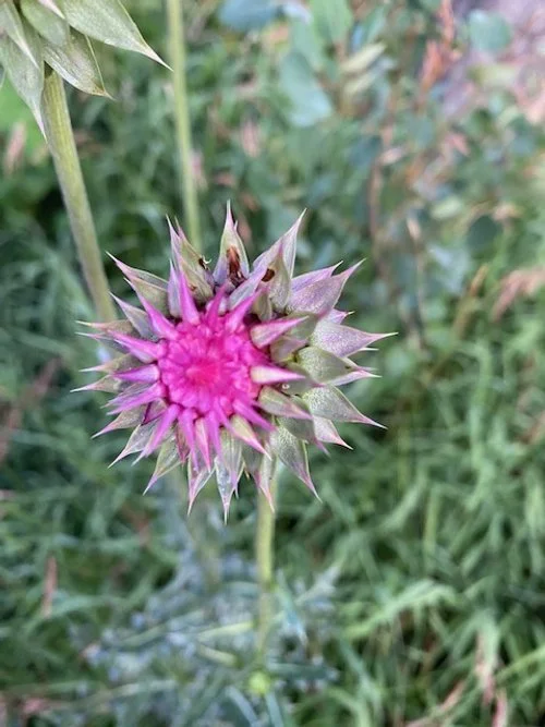 Monday Yoga -  How to Rule