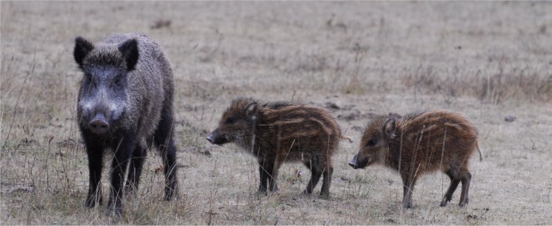 Wild Boars