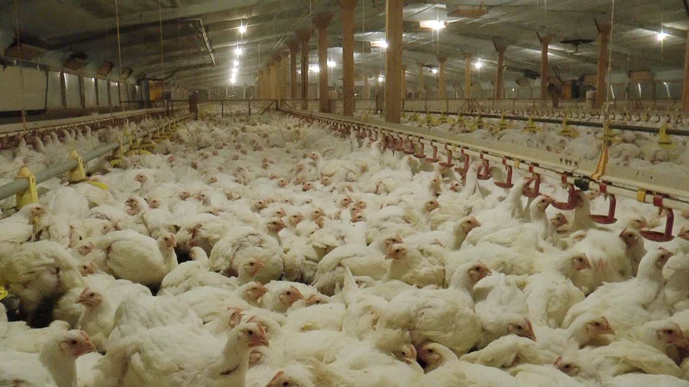 Chicken farming in the United States had become a large, full-scale operation by the 1960s.