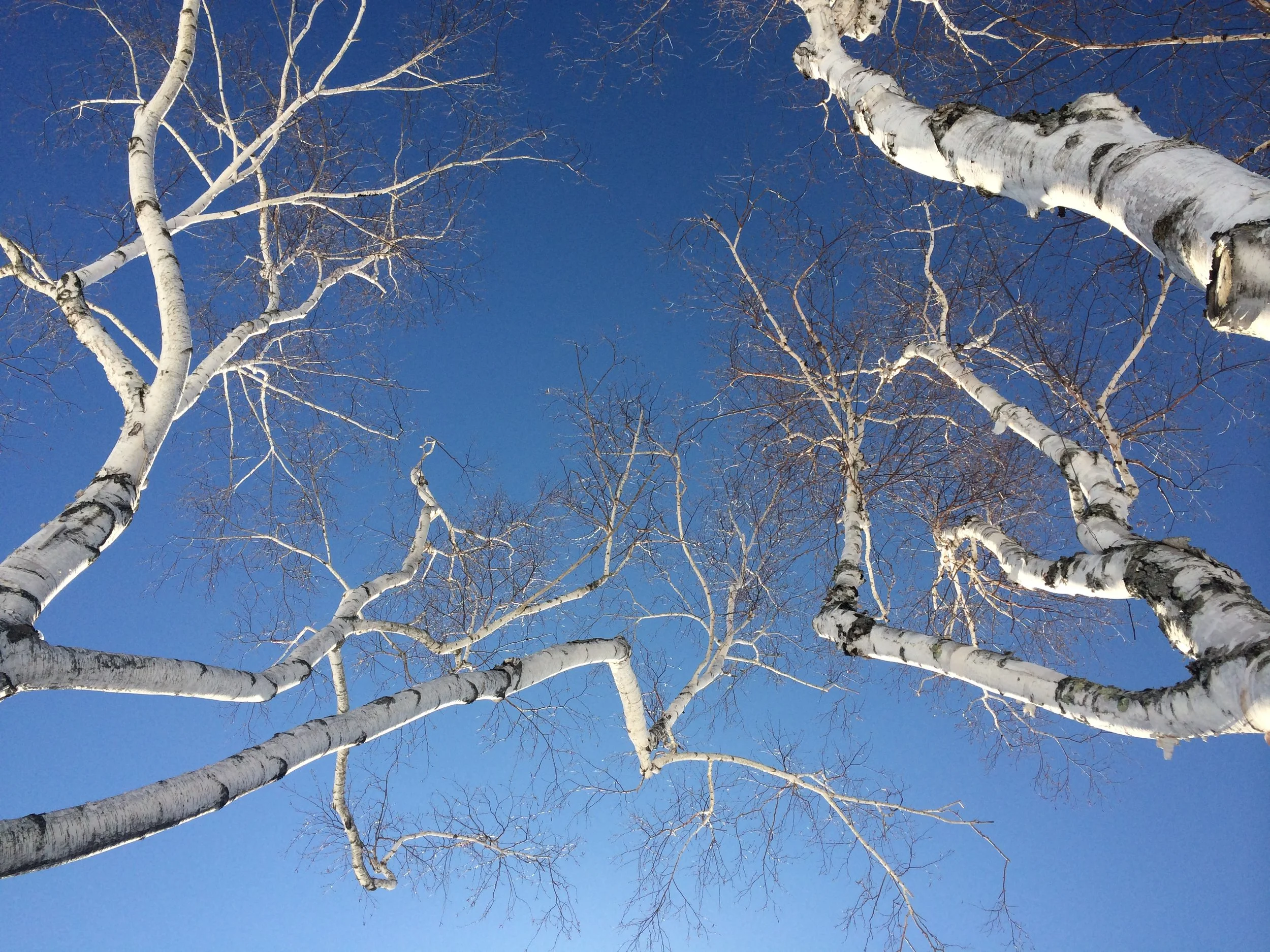 birch trees.JPG