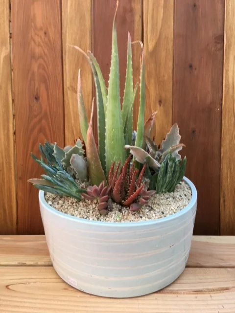 Large Succulent Garden  Thistle Floral