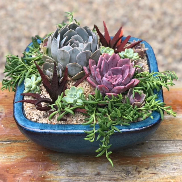 garden.JPG