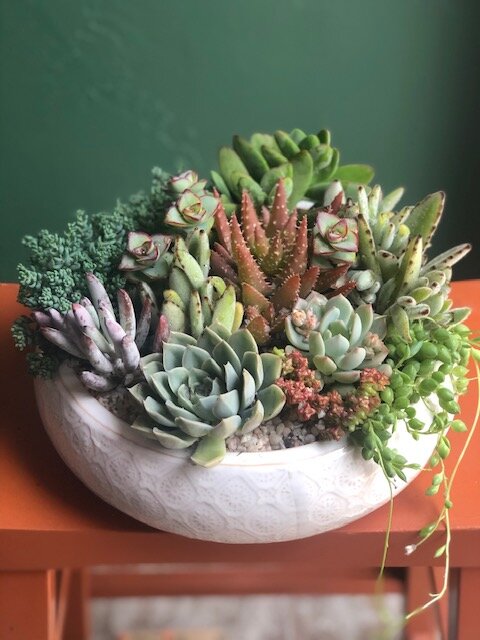 large potting plants Cloche Extra Large Planter