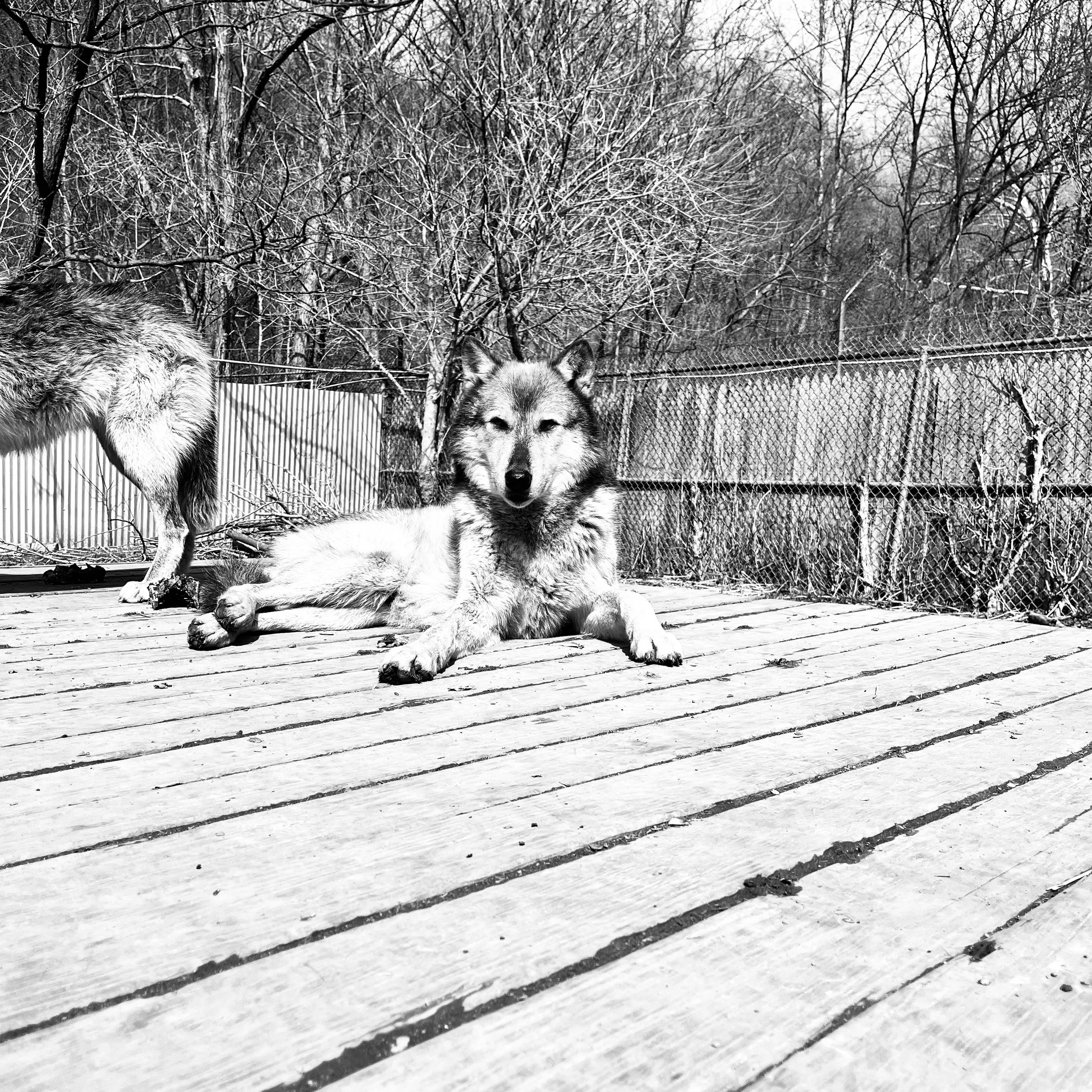 perpendicular wolves.jpg