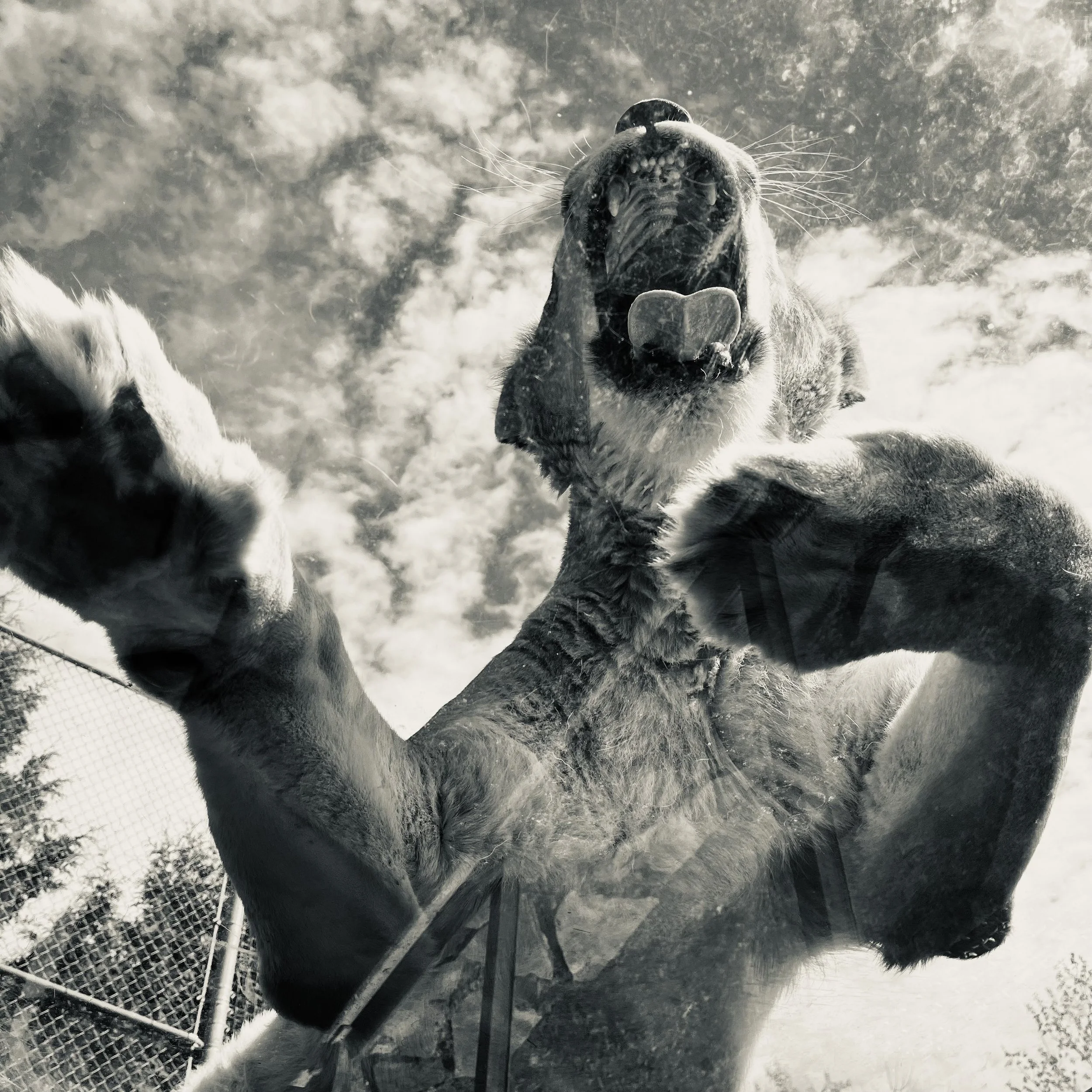 Lion roar.jpg
