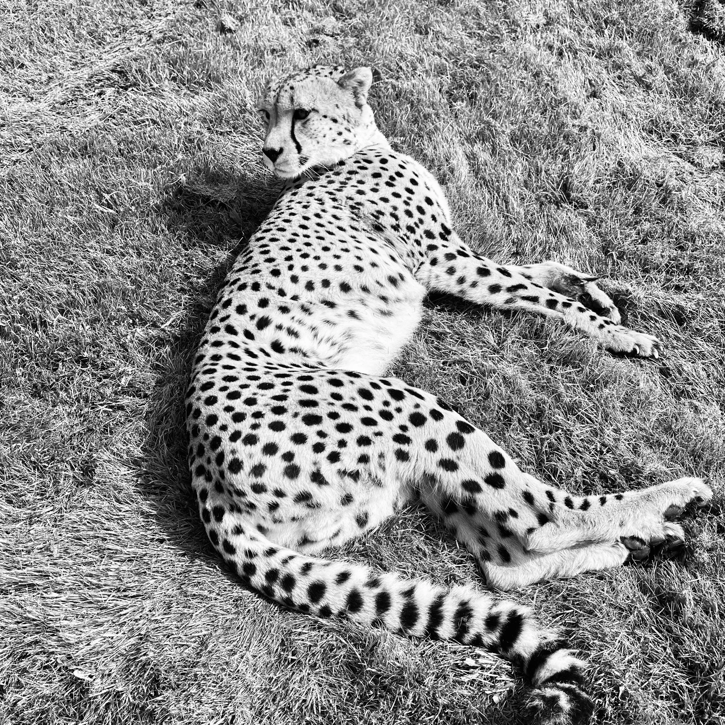 head turns cheetah.jpg