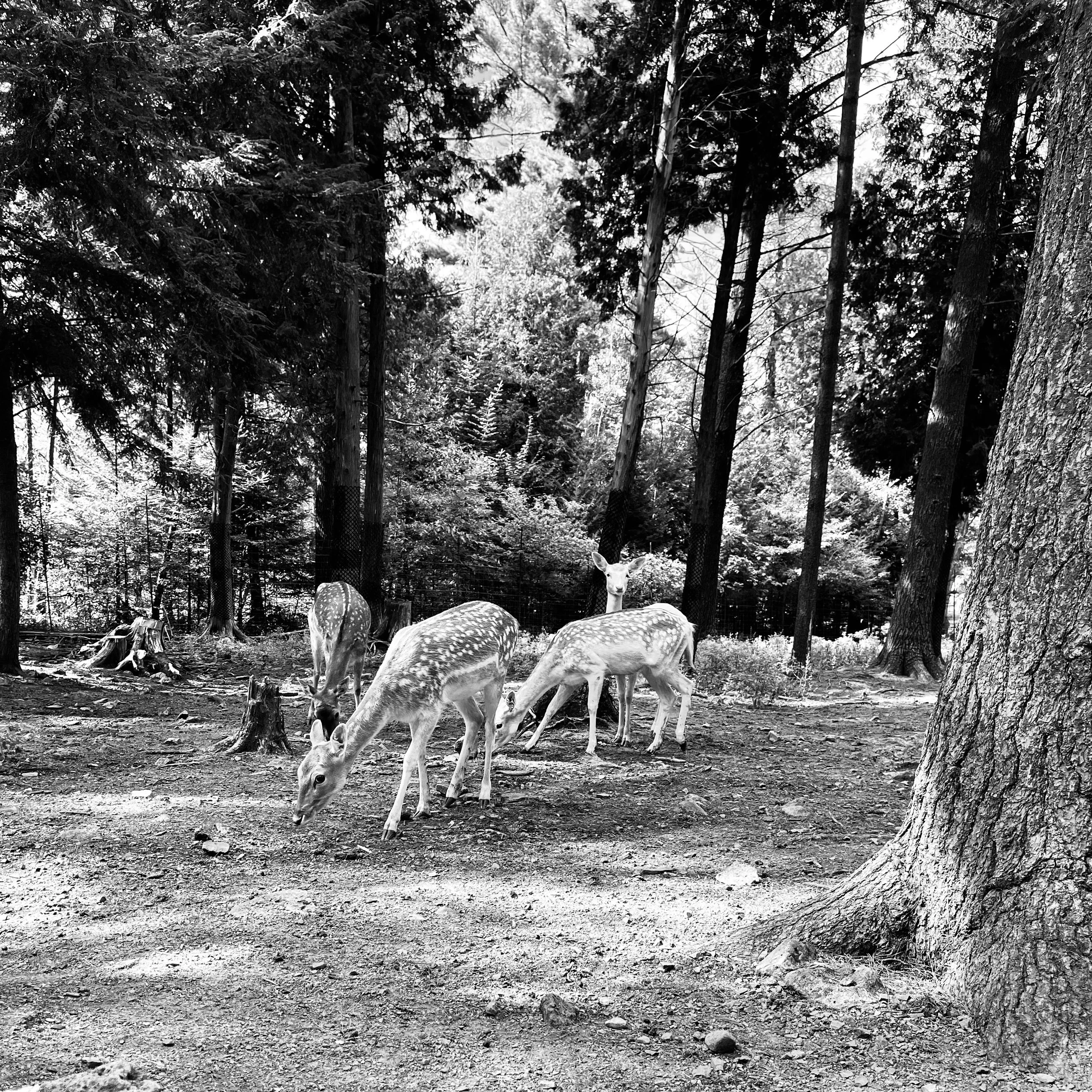 deer surrounded.jpg