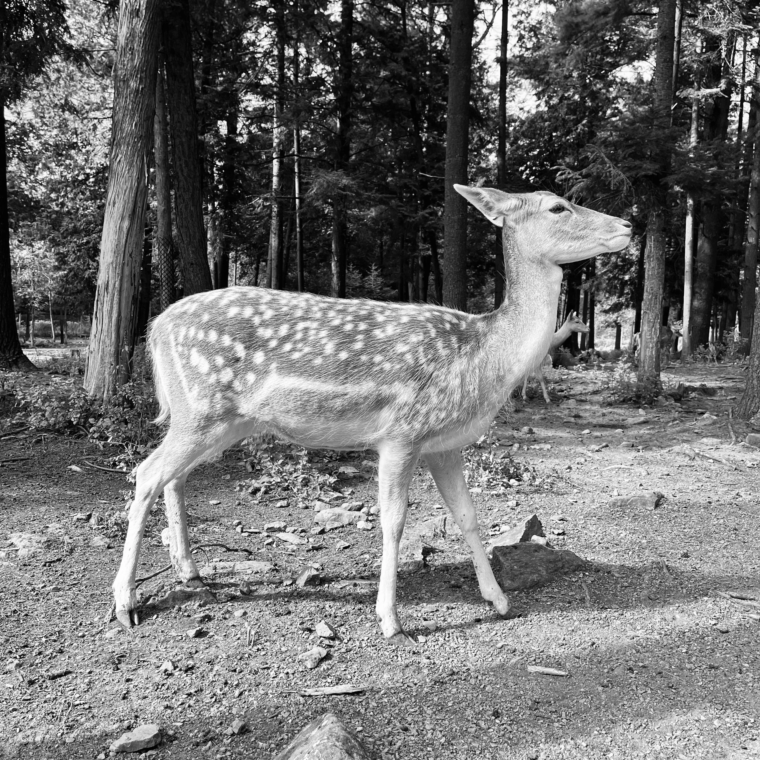 Frozen Deer .jpg