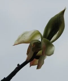 Imagination Workshop 2020