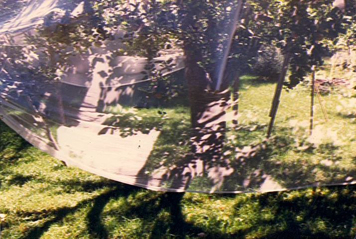 Photograph of The Covered Apple Tree