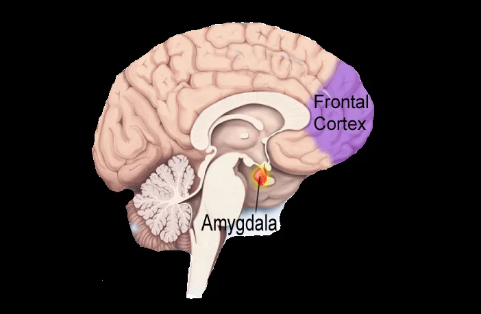 Sweep the Mindfield P1