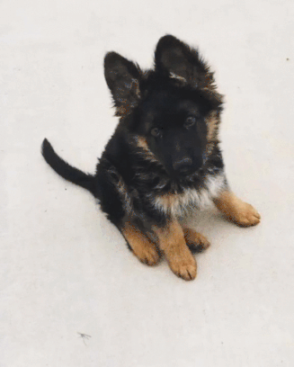 Wellstruck Thank You Pupper