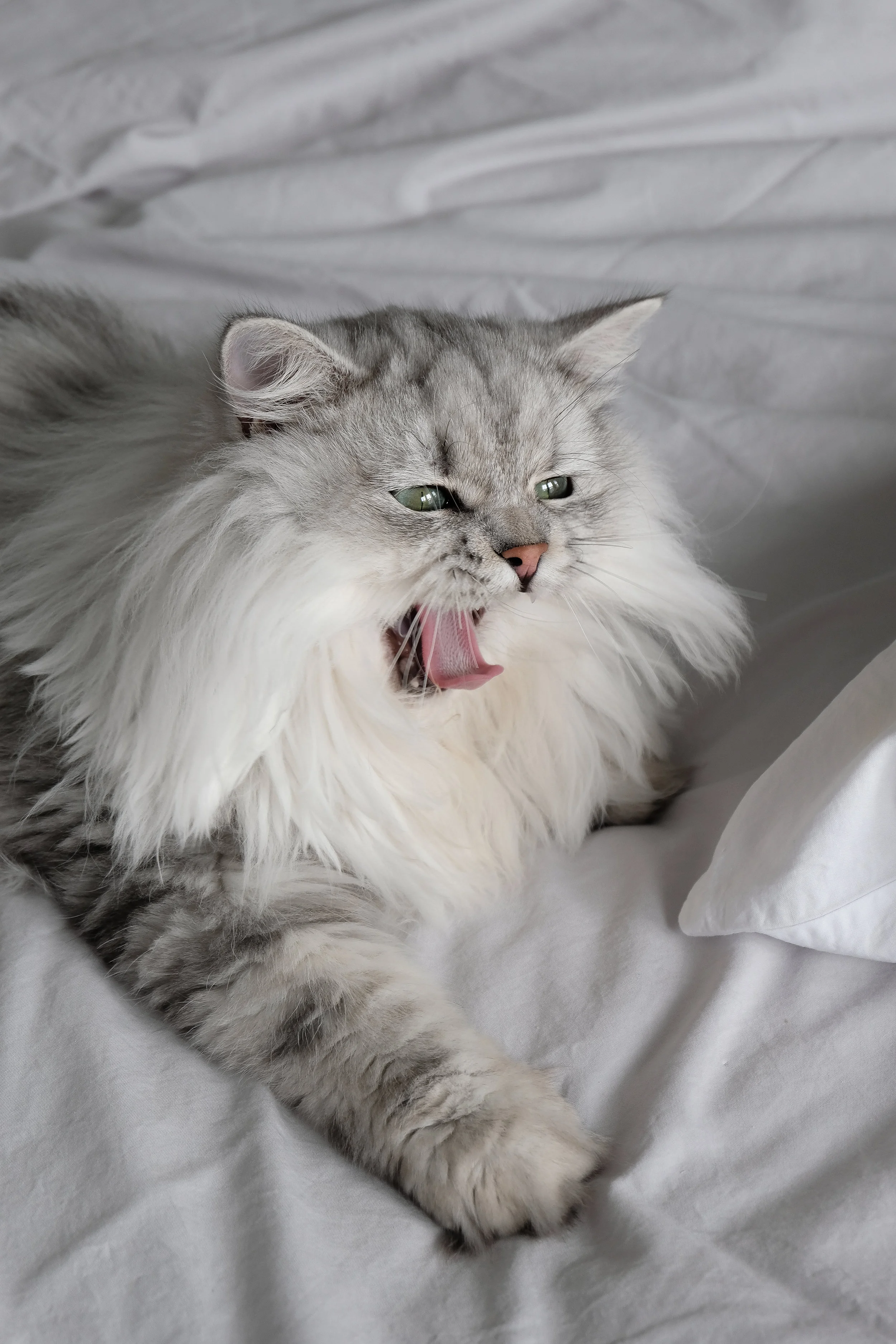 Claude is definitely loving this new bedding and getting himself ready for a nap.. 