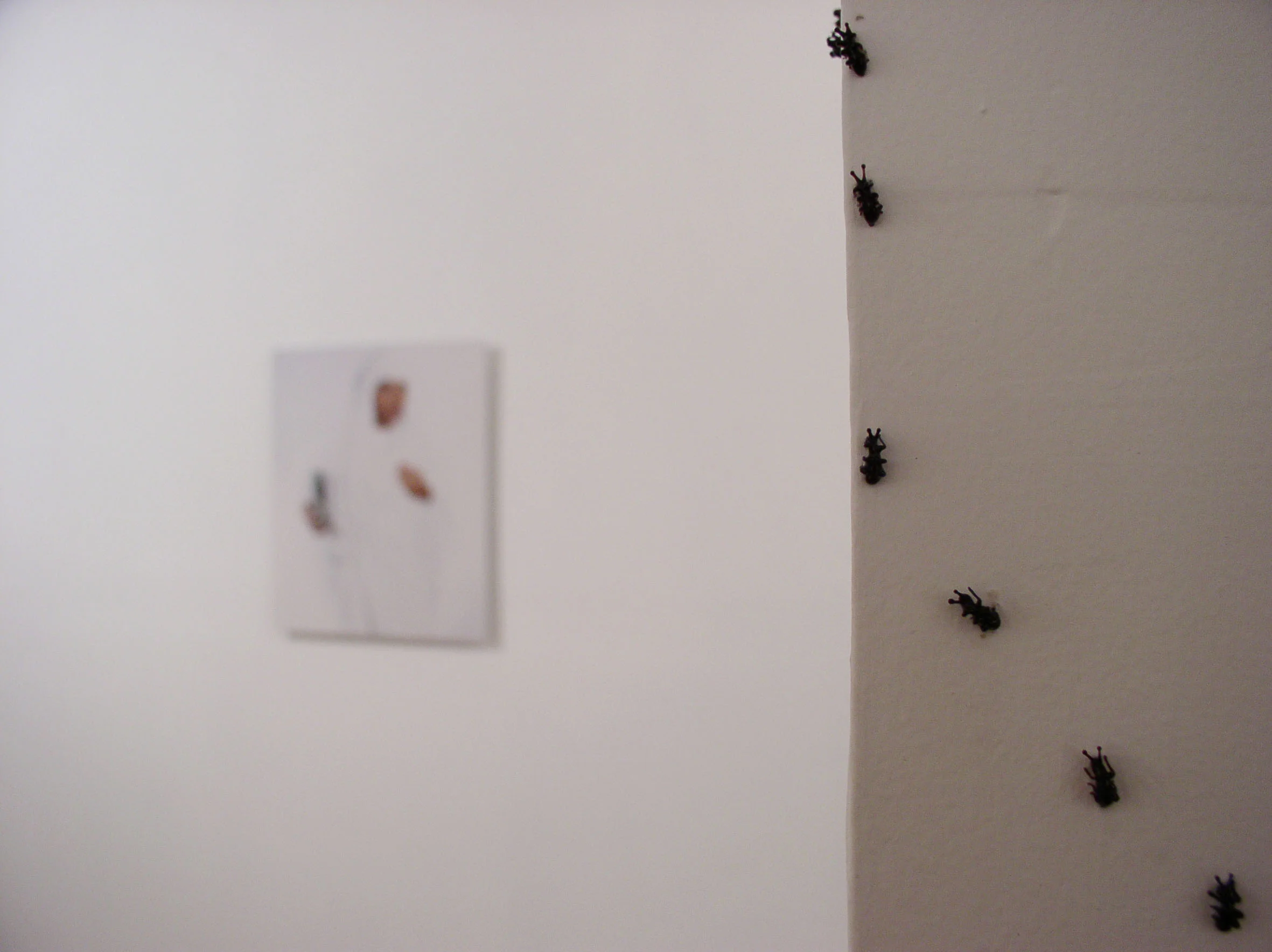 RMcB_Ants02.JPG