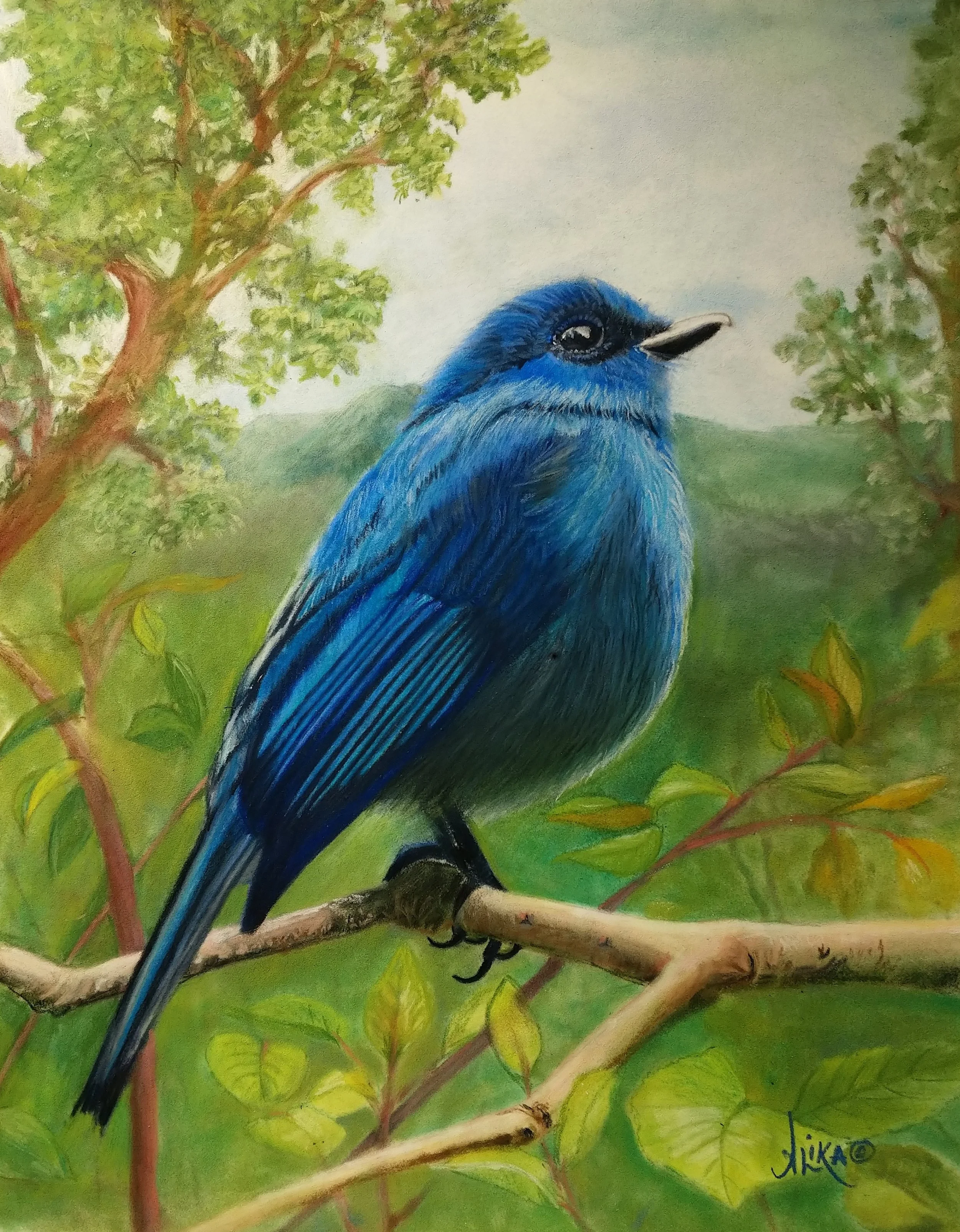 Nilgiri Flycatcher