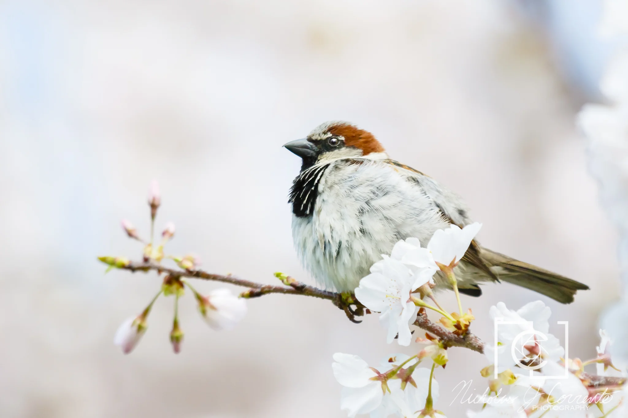 Wildlife — NJC Photography