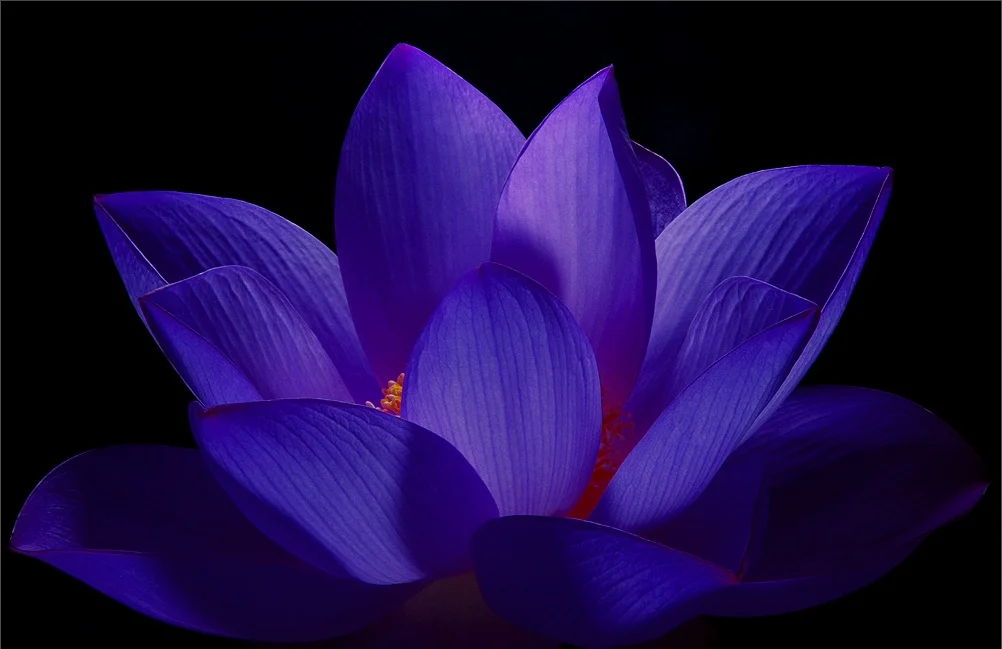 lotus2.jpg