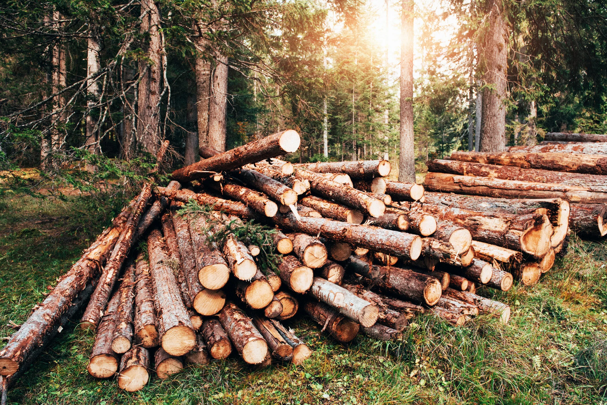Sunlight-through-the-trees.-Freshly-harvested-wooden-logs-stacked-in-a-pile-in-the-green-forest-1143682448_2122x1416.jpeg