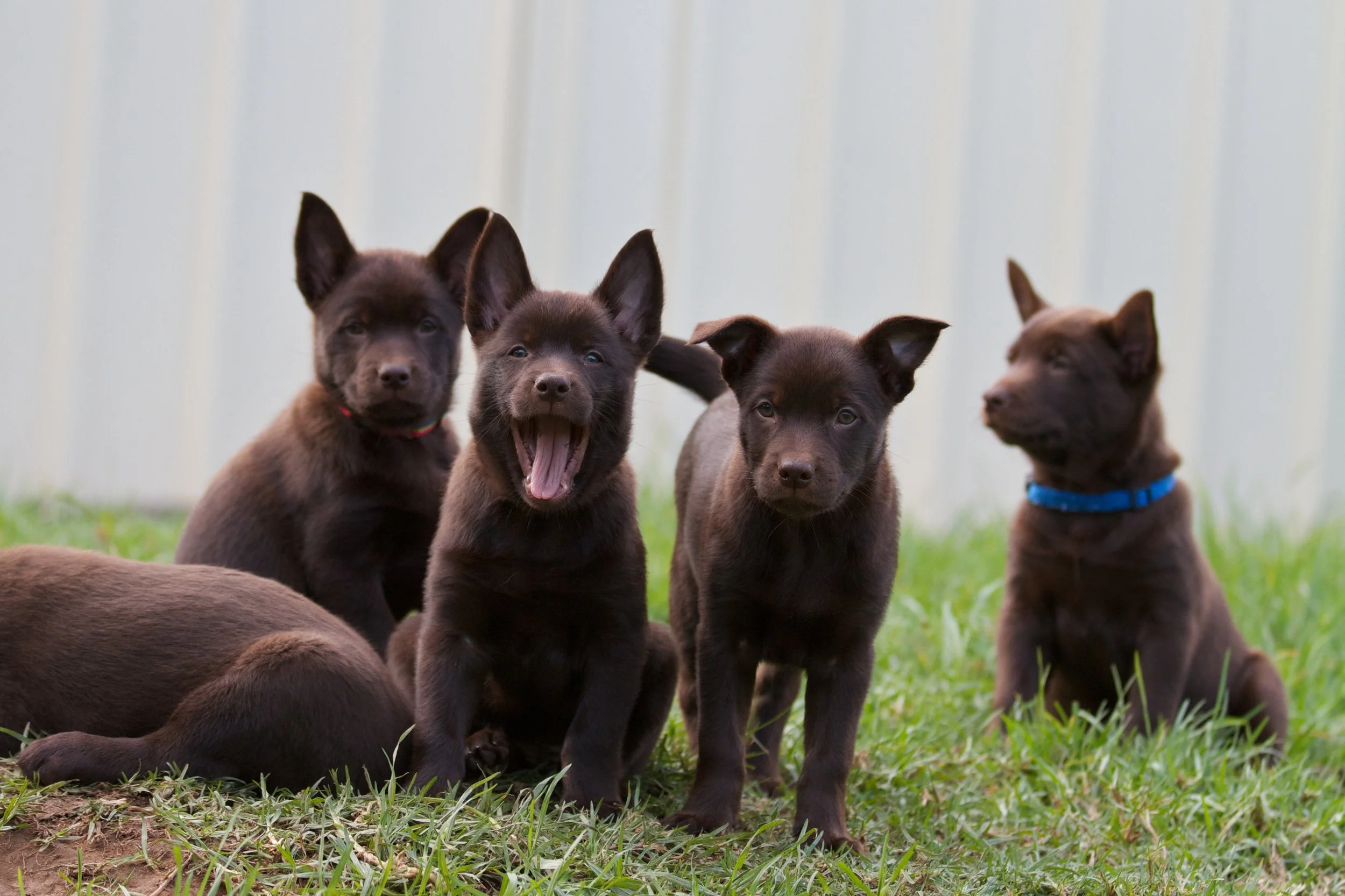 Puppies - 28April11 23.jpg