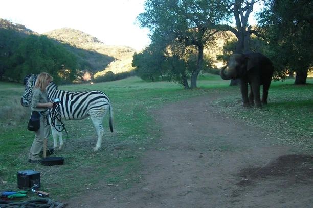 zebra+elephant.jpeg