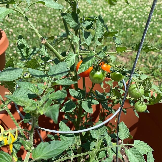 First successful garden! Tomatoes 🍅 small pleasures yummm 😁😎