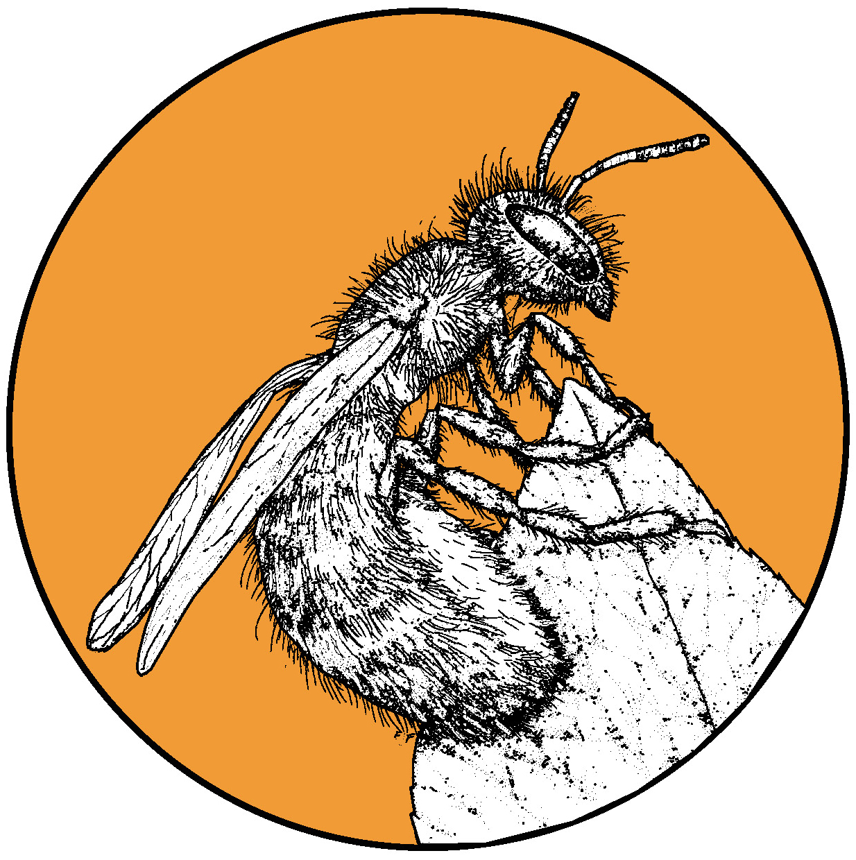 mason-bee_FINAL copy.jpg