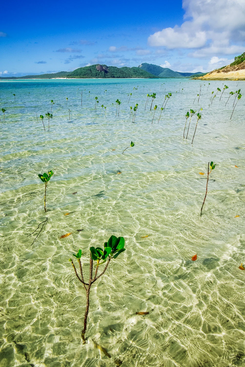 whitsundays_2009_1500-9.jpg