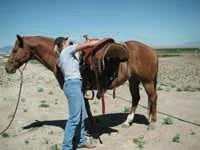 saddleup2.jpg