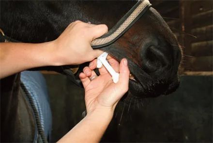 weighbeforeworming.jpg
