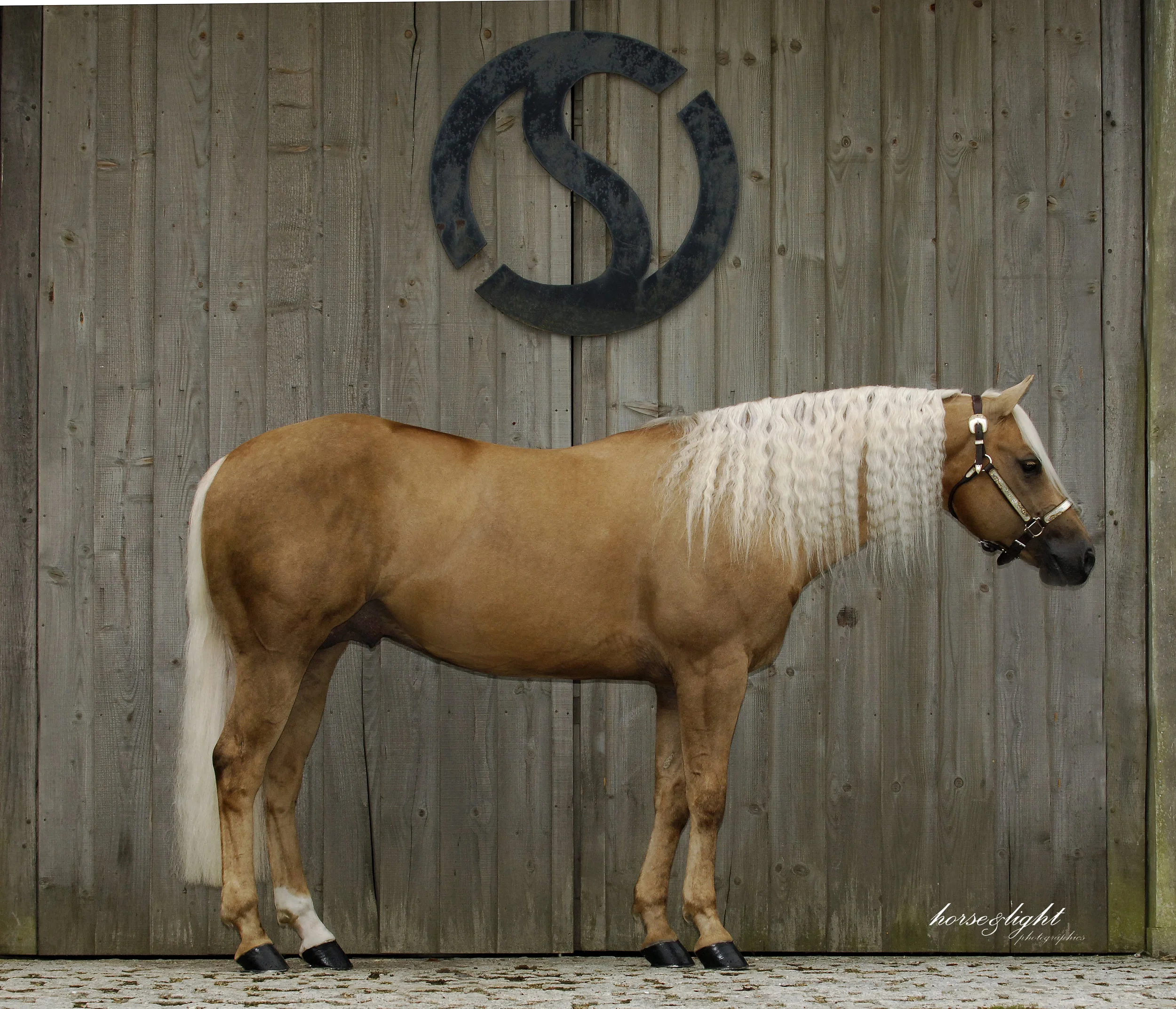 Jac-Sterling Qtr Horses.jpg