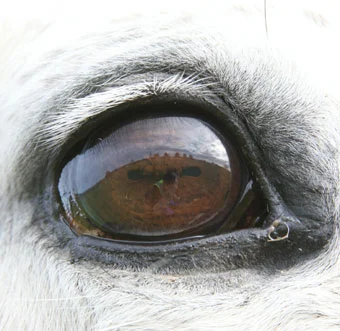 Eye.jpg