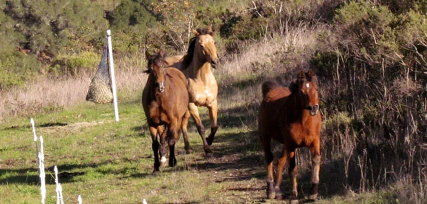 Encourage horses to move
