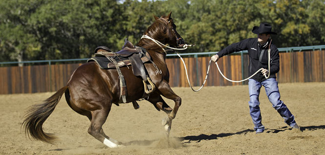 Clinton Help-horse-in-training-yard